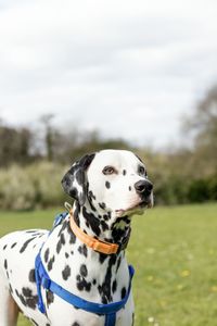 Close-up of dog on field