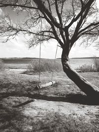 Bare tree by sea against sky