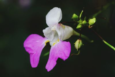 Close-up of fresh pink flowers blooming outdoors