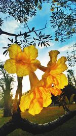 Close-up of yellow flowering plant against sky