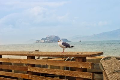Bird perching on wood against sea