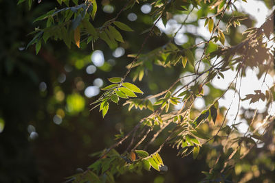 Low angle view of leaves on tree