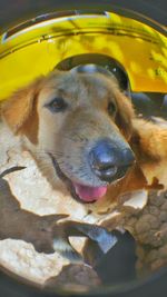 Close-up portrait of dog