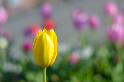 Close-up of yellow tulip