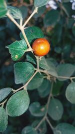 Close-up of orange fruit growing on tree