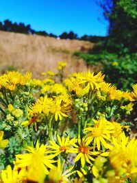 Close-up of yellow flowering plants on field