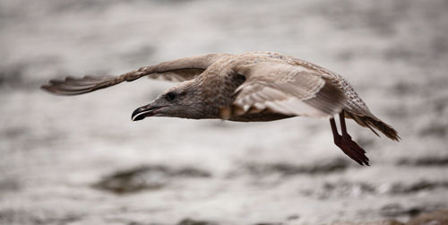 Close-up of bird