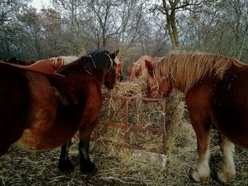 Horses standing on field