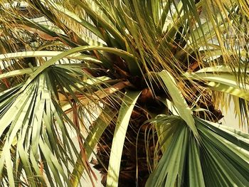 Low angle view of palm tree