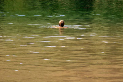 High angle view of bird swimming in lake