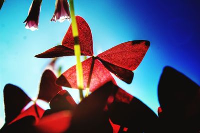 Close-up of person holding umbrella against blue sky