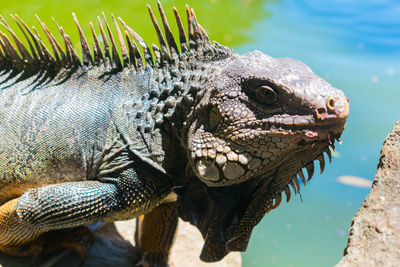 Close-up of a turtle in water