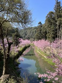 Low angle view of sakura and trees against sky