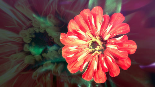 Close-up of red flower