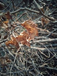 Close-up of dry leaves on field