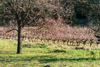 View of cherry trees on field