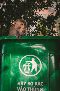 Close-up of monkey on tree