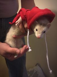 Close-up of holding ferret in a hoodie