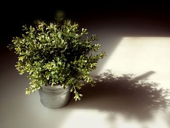 Close-up of potted plant