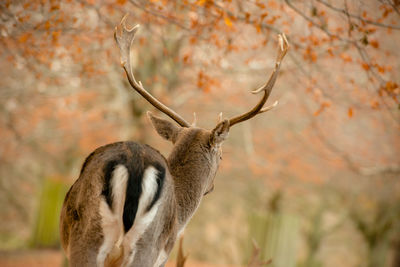 Deer in dunham park during autumn