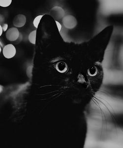 Close-up portrait of black cat