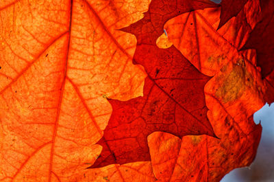 Close-up of yellow maple leaves during autumn