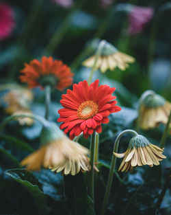 Close-up of red flowering plants