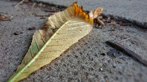 High angle view of leaves falling on dry leaf