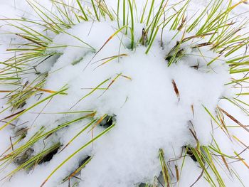 High angle view of plants during winter