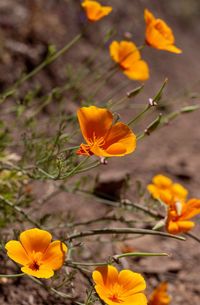 Close-up of yellow flowering plant