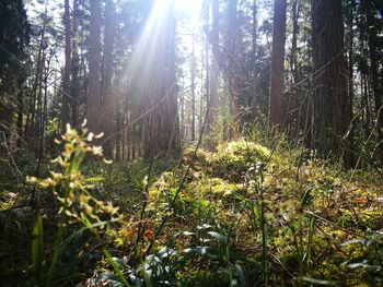 Sunlight streaming through trees in forest