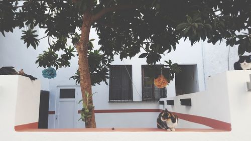 Dog on built structure against trees