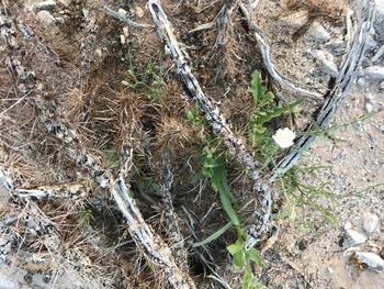 Close-up of spider web on plant