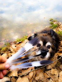 Close-up of dog on hand