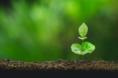 Close-up of seedling growing outdoors