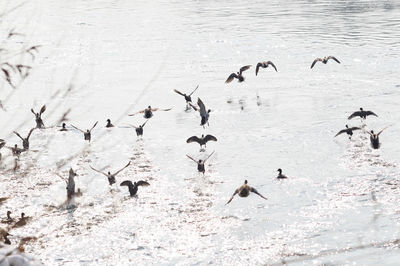 Flock of birds on beach during winter