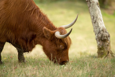 Portrait of a horse on field