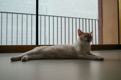 Cat resting on bed