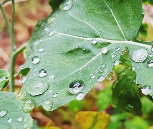 Close-up of raindrops on leaves