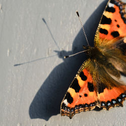 Close-up of butterfly on leaf