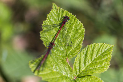 Close-up of insect on plant