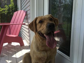 Portrait of dog looking through window