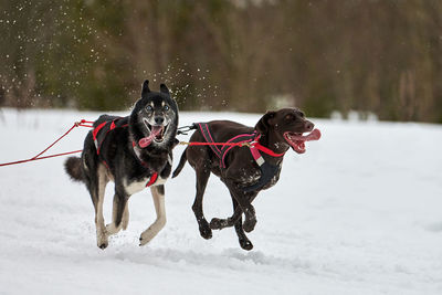 Dog running on snow covered land