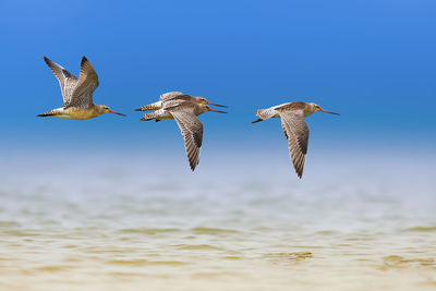 Bird flying over sea