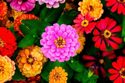 Close-up of pink flowers blooming outdoors