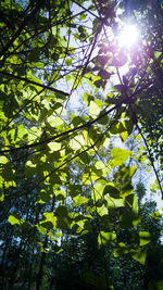 Sun shining through trees