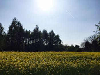 Plants growing on field