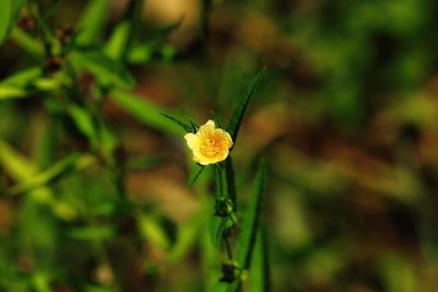 Close-up of yellow flowering plant