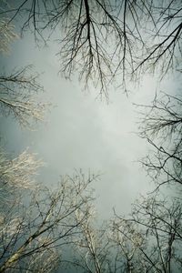 Low angle view of bare trees against sky