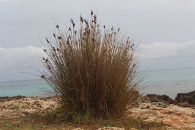 Plants growing on beach against sky